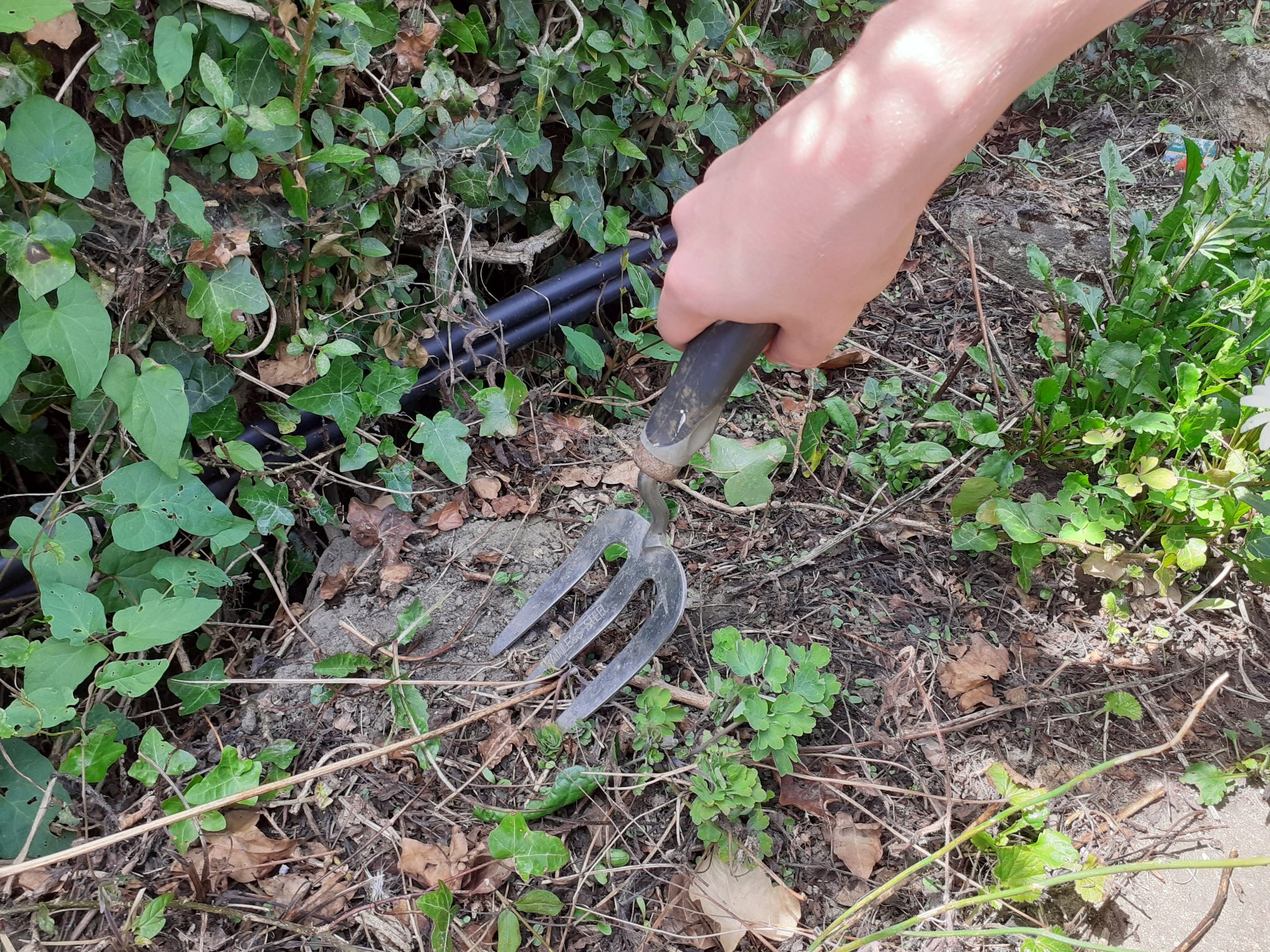 A photo of someone using a fork to garden with